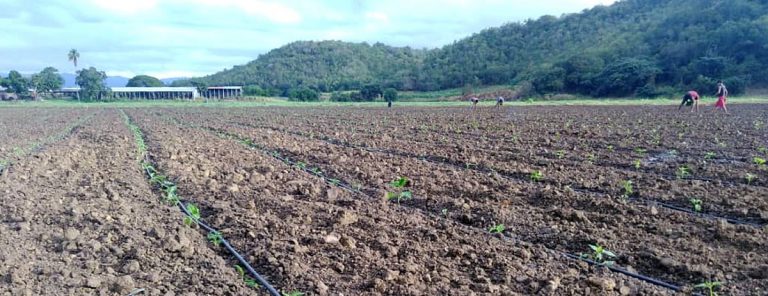 Agricultores de Cedeño en riesgo de perder sus cultivos por falta de gasoil