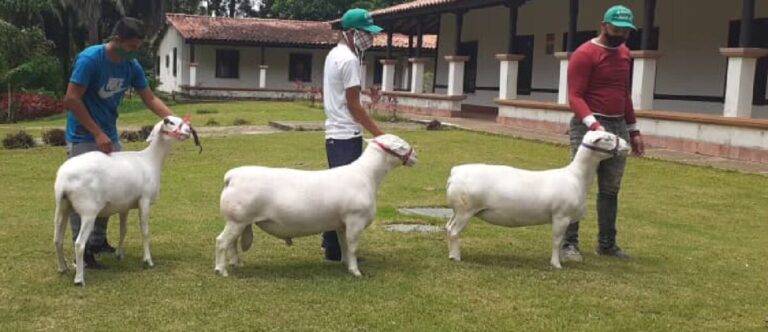 Fortalecen en Monagas Proyecto de Ley de Producción Ovina y Caprina