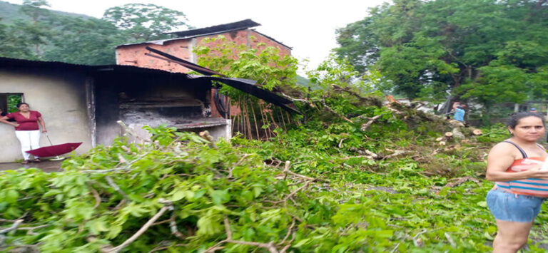 Lluvias y árboles caídos obstaculizan paso a San Antonio de Capayacuar