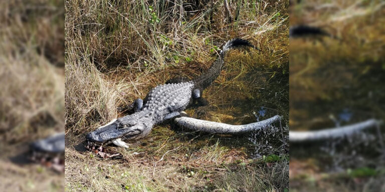 Caimanes, serpientes y osos podrían aparecer en La Florida tras paso de Ian