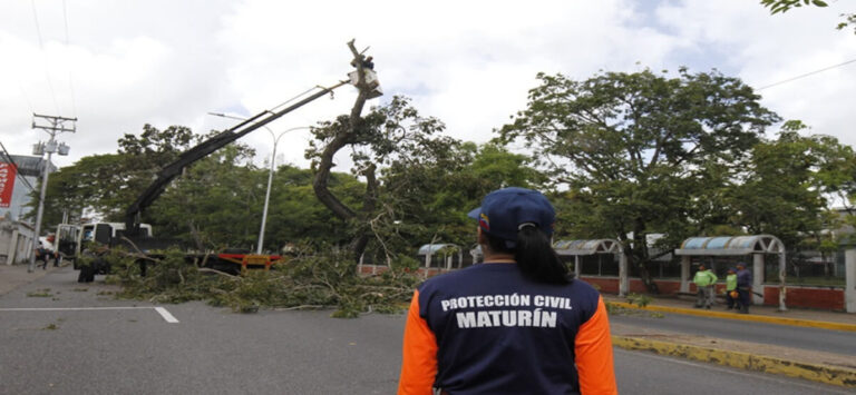 Municipalidad podó árboles para el resguardo de los maturineses