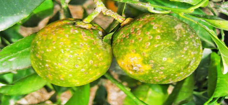 Bacteria «Dragón Amarillo» destruyó unas 38 mil hectáreas de cítricos en Venezuela