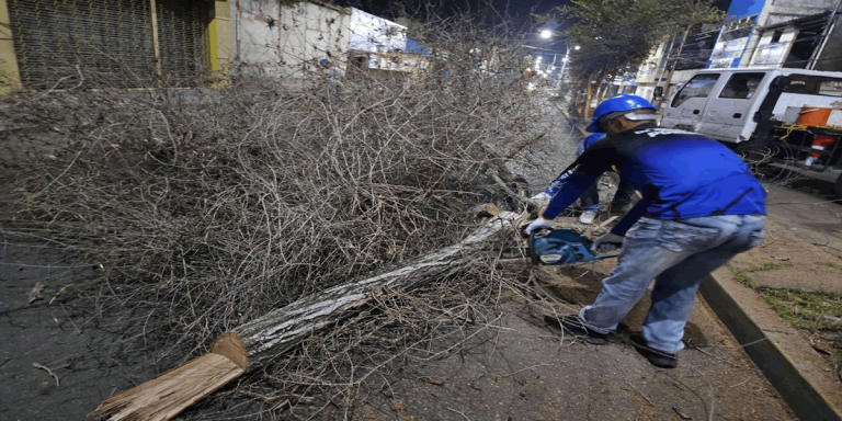 Alcaldía de Maturín retira árboles en riesgo de caerse en temporada de lluvias