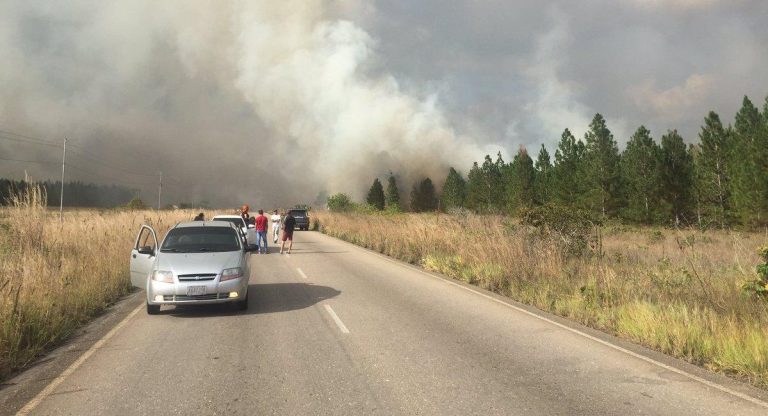 Reportan nuevo incendio forestal en bosques de pino de Uverito