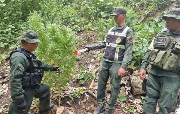 FANB destruyó campamento y sembradío de marihuana