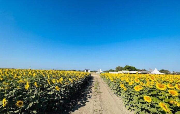 Repunte de visitas a Portuguesa por los girasoles