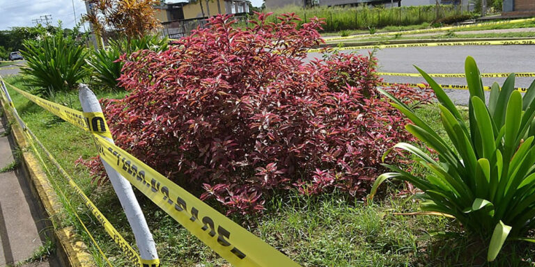 Con arte botánico en Los Guaritos impiden acumulación de desechos sólidos 