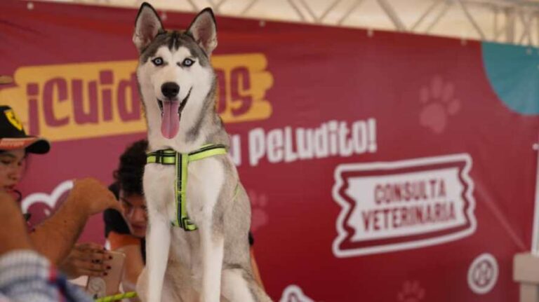 Más de 300 peluditos asistieron a los castings del Calendario Dogourmet 2025