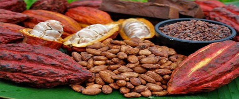 Establecen precio del cacao en Venezuela