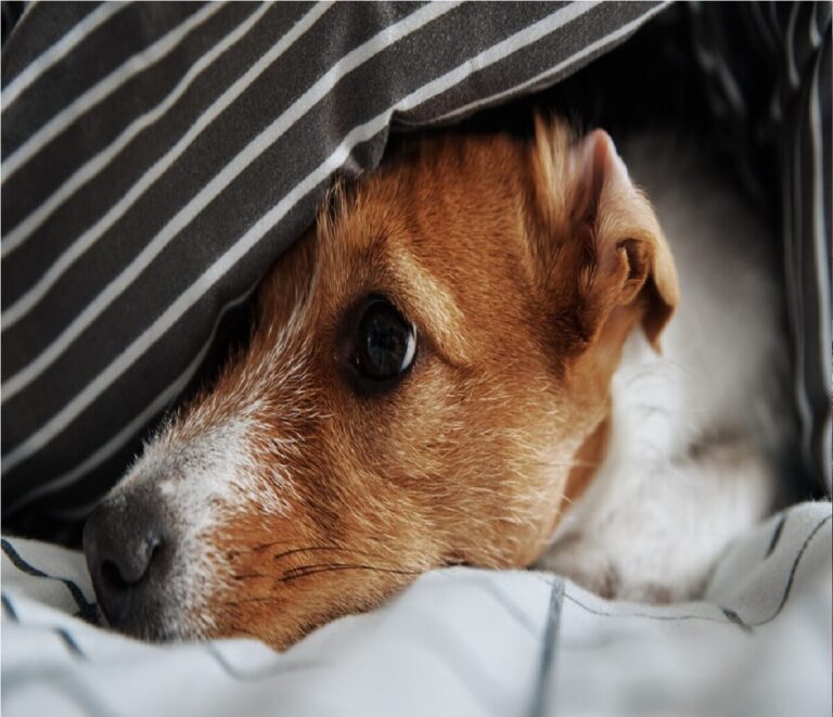 Los perros pueden contagiarse del estrés de sus dueños