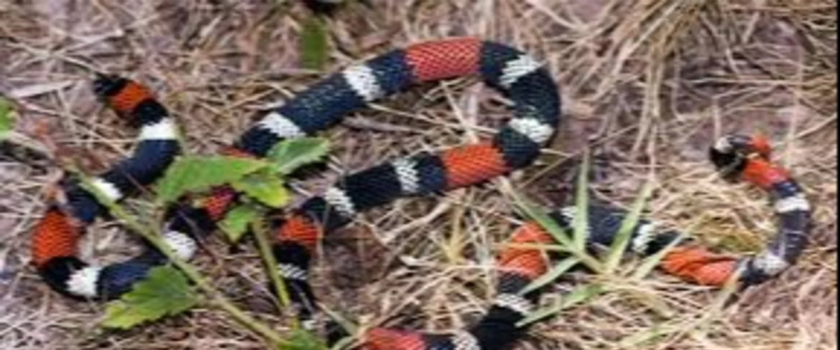 Bebé de un año fue mordido por una coral