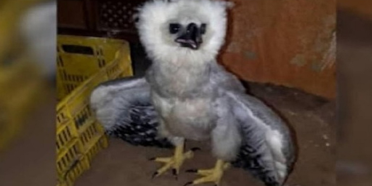 Investigan hotel por la exhibición de faunas silvestres