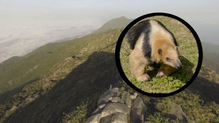 Jóvenes mataron a piedras a oso melero en parque Waraira Repano