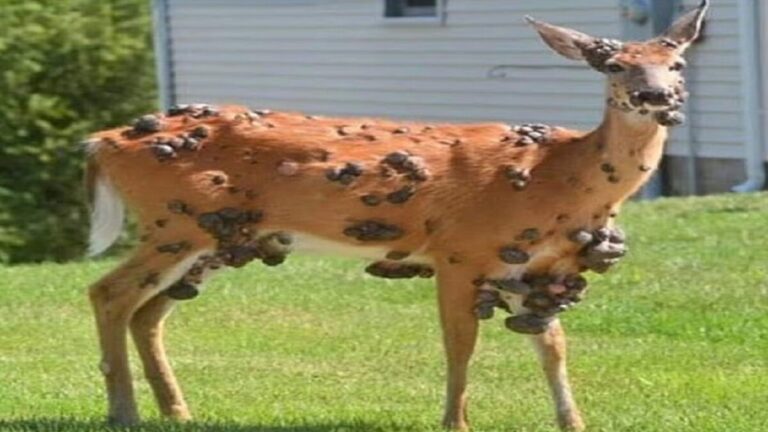 «Animales zombi» se multiplican EE.UU.