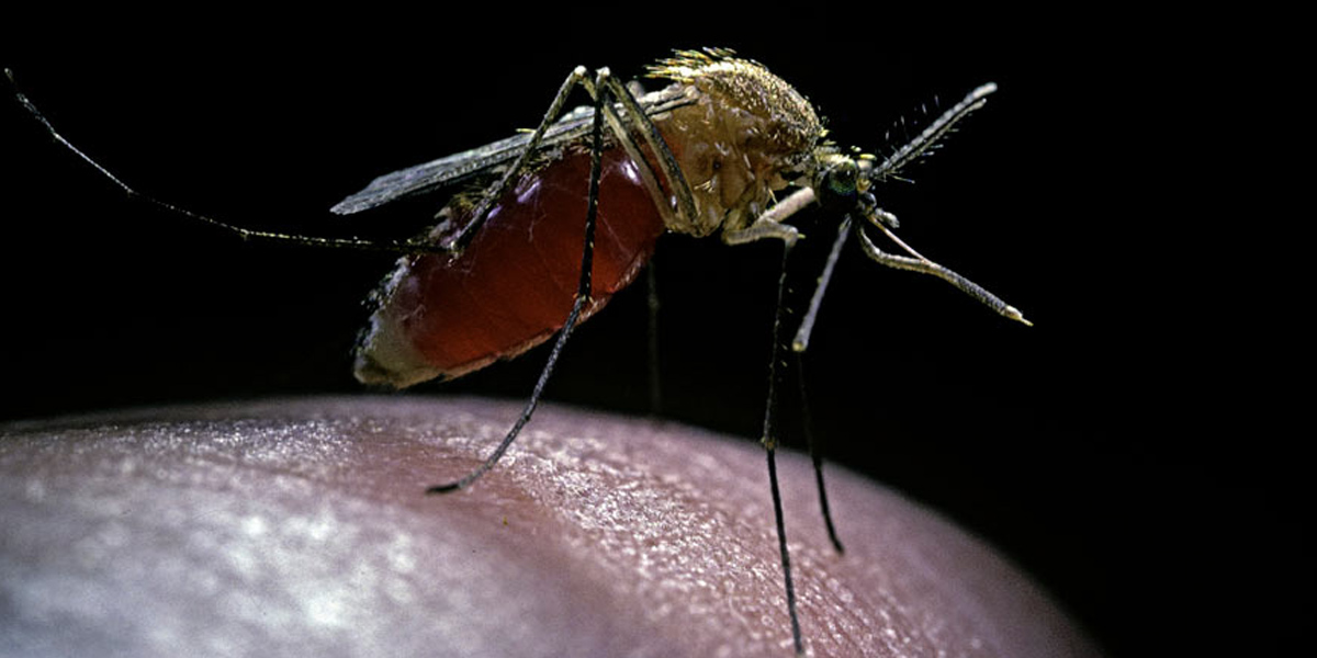 Ciudad china reporta más de 1.700 casos de chikungunya