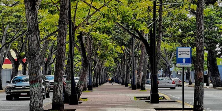 El Túnel Vegetal: Un Símbolo de Identidad en Maturín