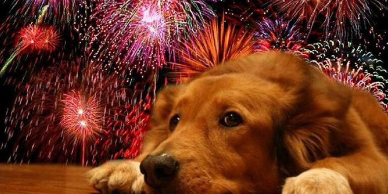 El trauma que generan los fuegos artificiales a las mascotas