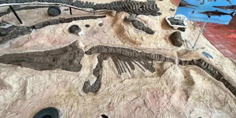 Hallan fósiles de reptiles de hace más de 100 años