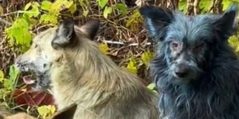 Revelan el misterio detrás de los perros azules de Chernóbyl